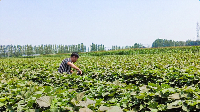 張立軍在地里查看甘薯長(cháng)勢（央廣網(wǎng)發(fā) 王婧瑜 攝）