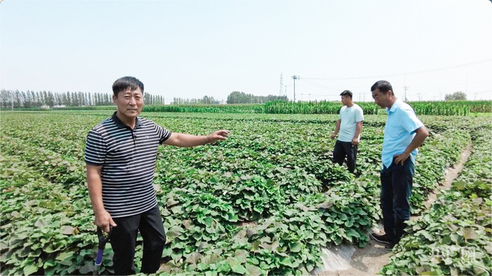 張立軍與徐海波、張博共同查看甘薯長(cháng)勢（央廣網(wǎng)記者 褚夫晴 攝）