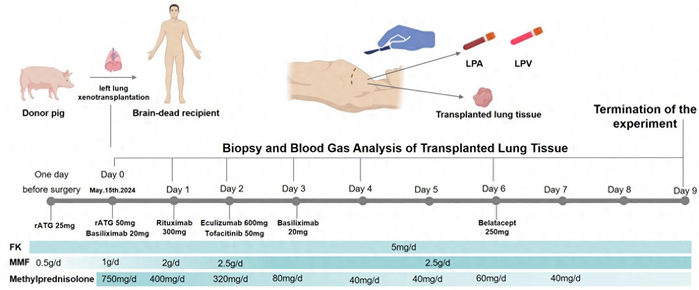 研究團隊提供的論文中示意圖