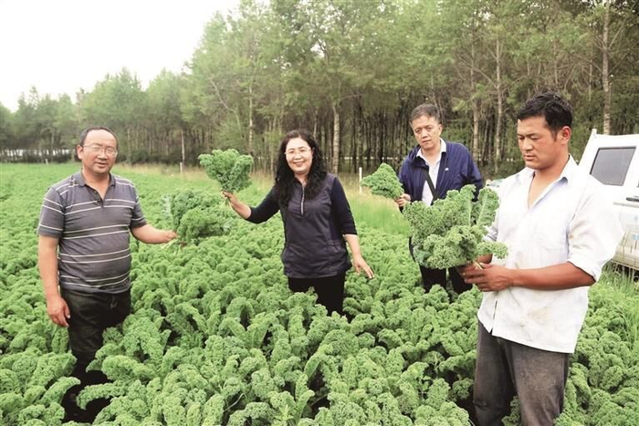 互助冷涼蔬菜獲豐收。圖片由互助縣委宣傳部提供