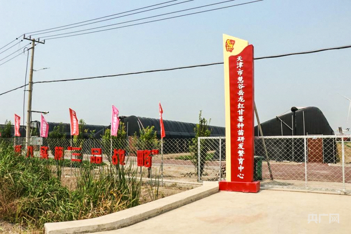 岳龍鎮內的甘薯種苗研發(fā)繁育中心（央廣網(wǎng)發(fā) 王婧瑜 攝）