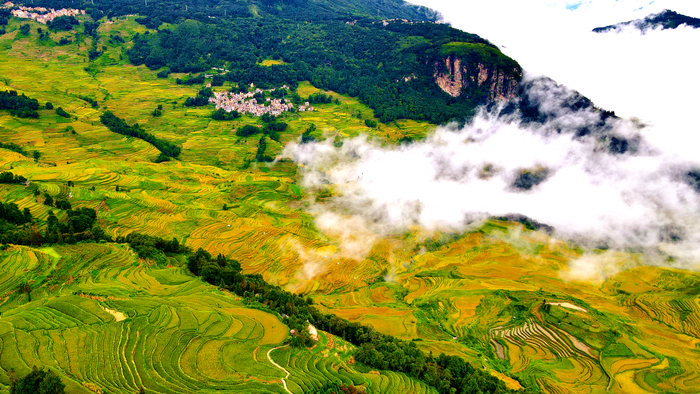 紅河元陽(yáng)：19.6萬(wàn)畝哈尼梯田豐收在望