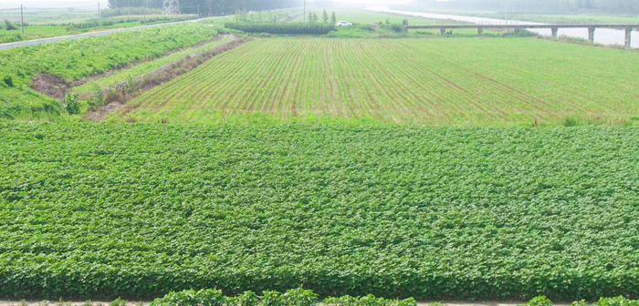 資料圖：2022年前，岳龍鎮農民主要以種植棉花、玉米等傳統農作物為主（央廣網(wǎng)發(fā) 寧河區岳龍鎮供圖）