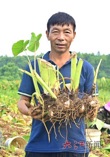 芋农采挖红芽芋。通讯员 舒畅摄