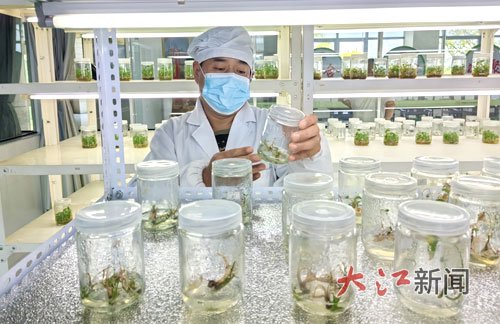 技术员周四红正在工作。江西日报全媒体记者 余燕摄