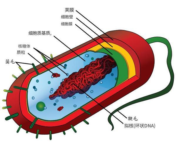 原核生物细菌图源：维基百科