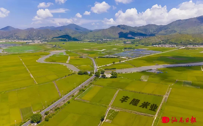 海丰县赤坑镇丝苗米种植基地。