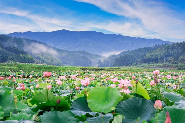 溪口镇建莲种植基地荷花绽放