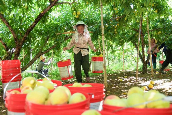 锦绣黄桃喜获丰收
