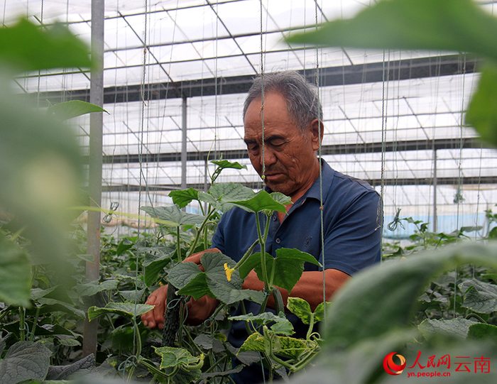 张泽在蔬菜基地里忙活。人民网记者 程浩摄