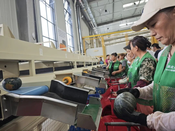 首衡城贝贝南瓜产业链工厂内，分拣工们正在进行南瓜分拣工作。