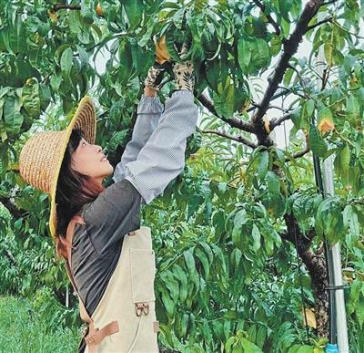 张烨琳在桃园忙碌。谢宸摄