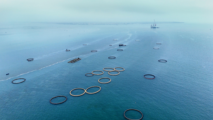 湛江海洋牧场。