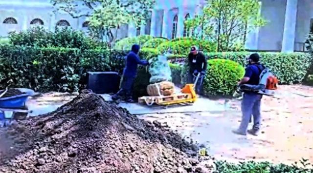 两名工人在白宫玫瑰园新石材地面上推着载有灌木的黄色推车。视频截图