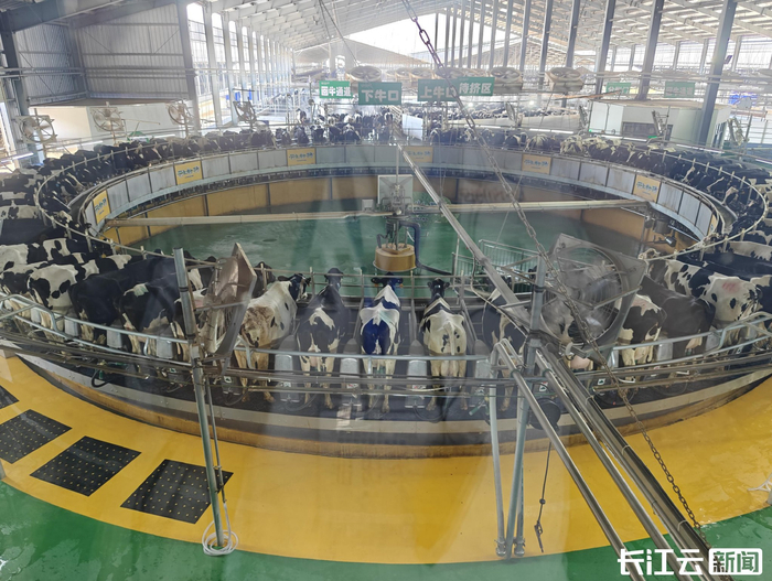 活力中國調研行丨湖北南漳這家養牛場(chǎng)，“?！痹谀睦?？