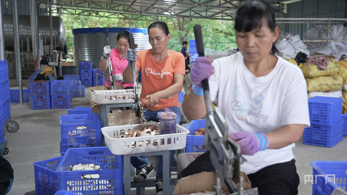 村民在加工車(chē)間將虎乳靈芝切片（央廣網(wǎng)記者 付美斌 攝）