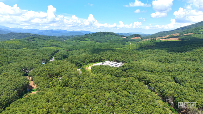 航拍白沙的深山雨林（央廣網(wǎng)記者 陶淦 攝）