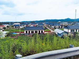 　　新兴村村容村貌。受访者供图