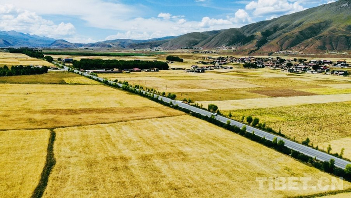 　　图为百里青稞画廊