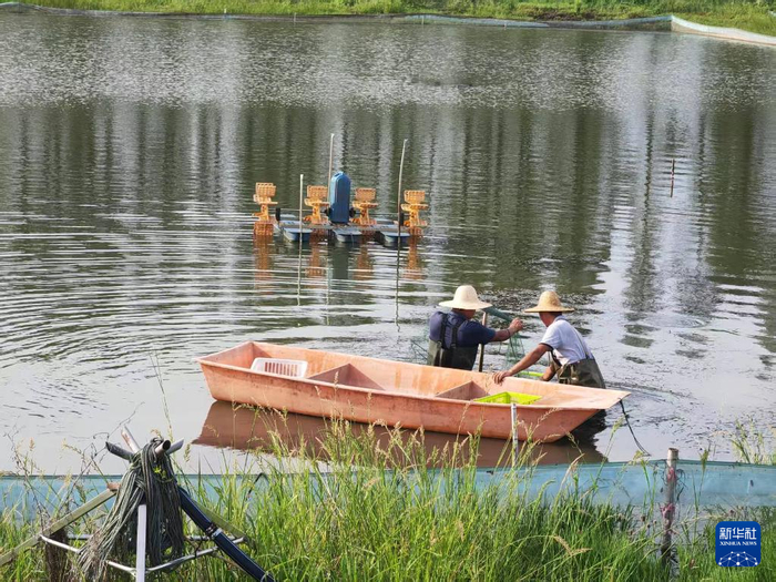 活力中國調研行｜特色產(chǎn)業(yè)“多點(diǎn)開(kāi)花” 湖北釋放就業(yè)新機遇