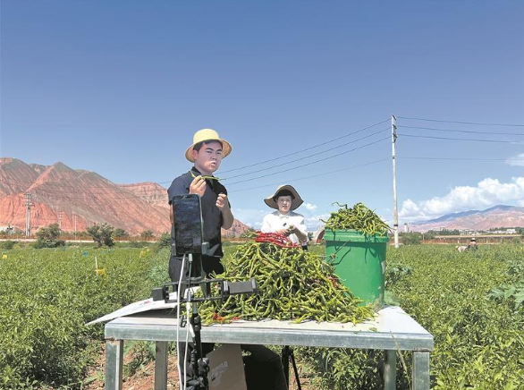 韓曉輝和小琴在直播賣(mài)線(xiàn)辣椒。受訪(fǎng)者供圖