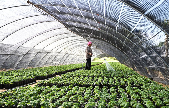 8月28日，在邢台市南和区鑫茂花卉苗木场，花农正为花卉浇水。
