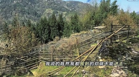 彭州王女士承包的药材种植地遭到“打野者”破坏。 本报资料图