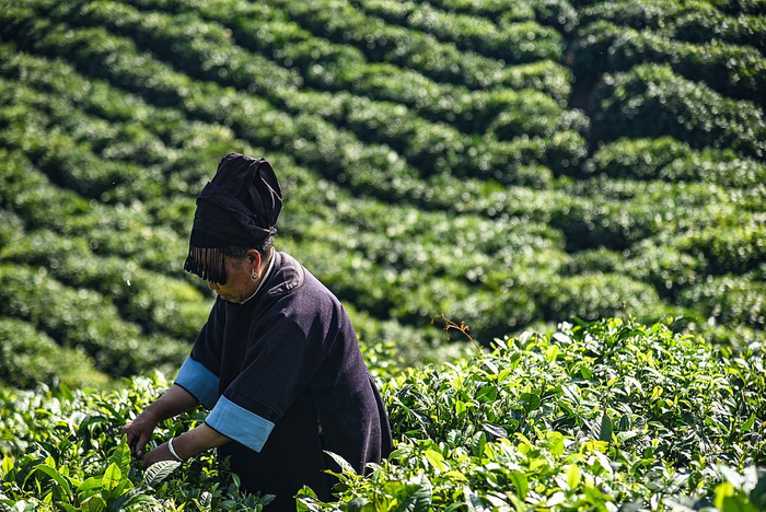 　　茶农正在采摘茶叶