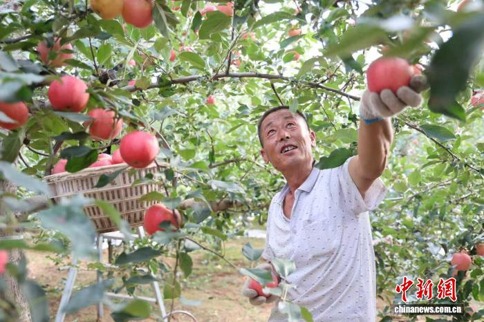 图为陕西省延安市洛川县的果农正在采摘早熟苹果。 李进 摄