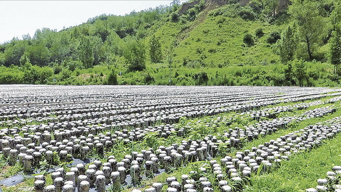 合水县亿诺家庭农场黑木耳标准化种植基地一瞥。 通讯员 拓翔 摄