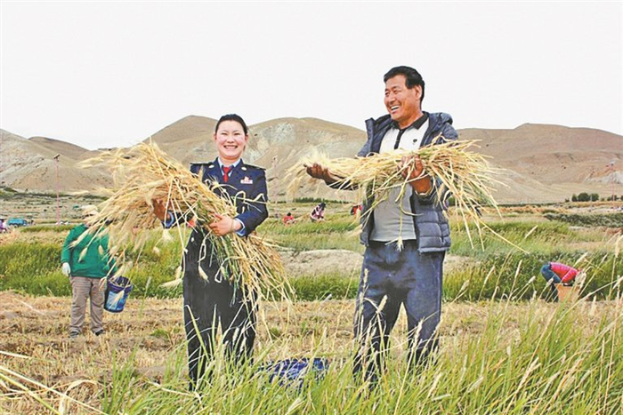 图为阿里地区税务干部在帮农民收获青稞。
