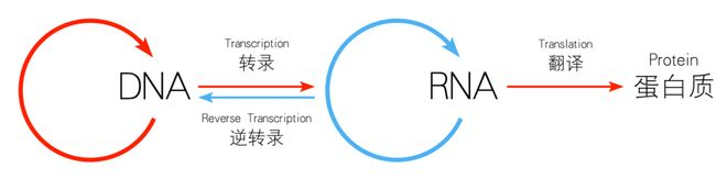 中心法则示意图（图片来源：维基百科）