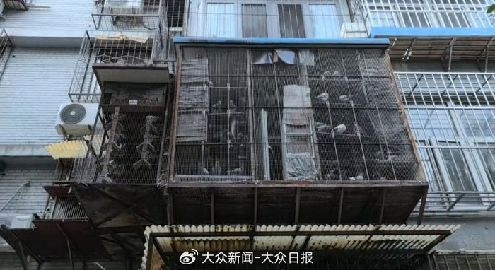 肖女士家养的鸽子