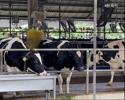 △奶牛一边喝水，一边使用按摩器。（图/晓洋 摄）