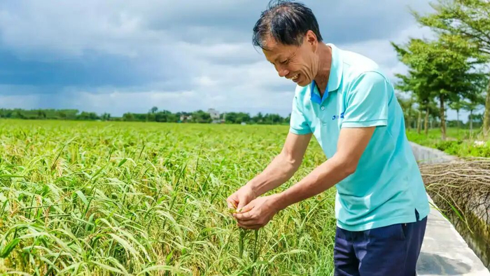 农户看到水稻即将收成，忍不住喜笑颜开。陈文 摄
