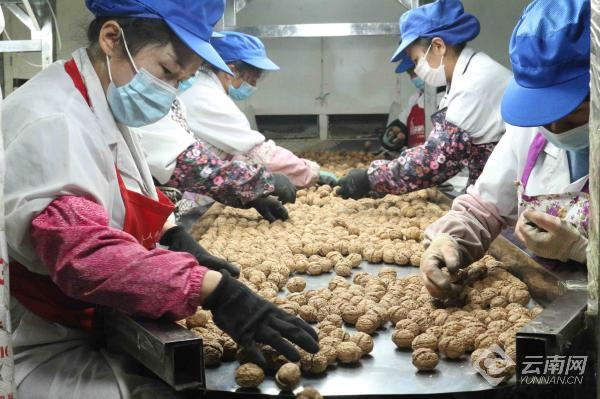 临沧工投顺宁坚果开发有限公司的加工车间里 工人正在进行核桃和核桃仁的筛选分级 通讯员 朱嗨嗨 摄