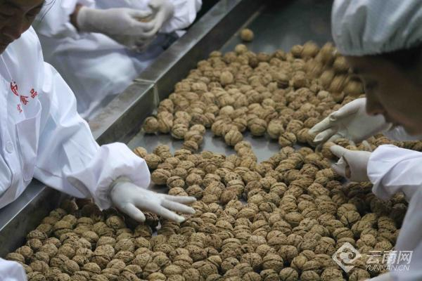临沧工投顺宁坚果开发有限公司的加工车间里 工人正在进行核桃和核桃仁的筛选分级 通讯员 朱嗨嗨 摄