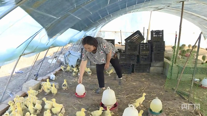 尼尔基镇东升村村民赵凤鸣在院落内的大棚养殖家禽（央广网发  王伟  摄）