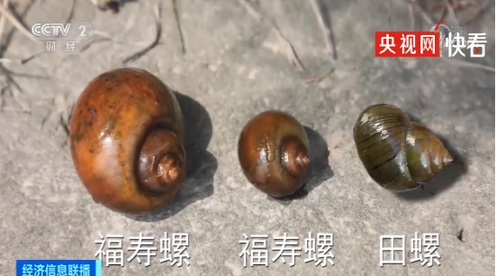 （图源：央视网）