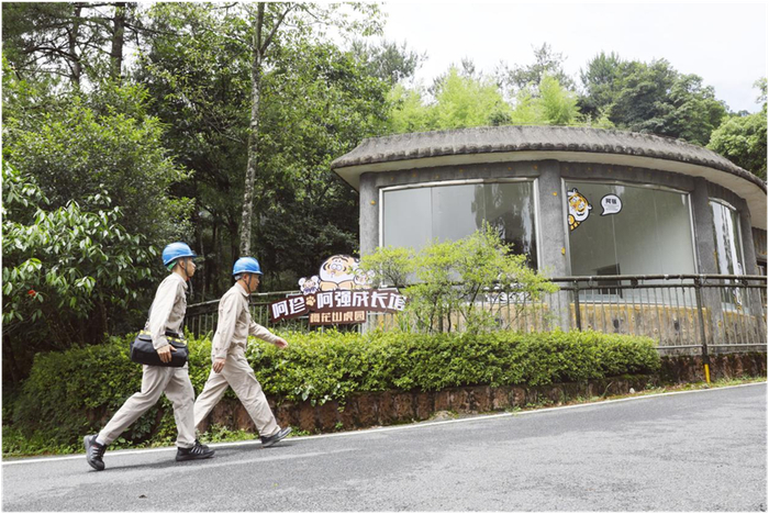 图为国网龙岩供电公司工作人员走进梅花山虎园对华南虎恒温育幼箱进行用电检查（受访单位供图）
