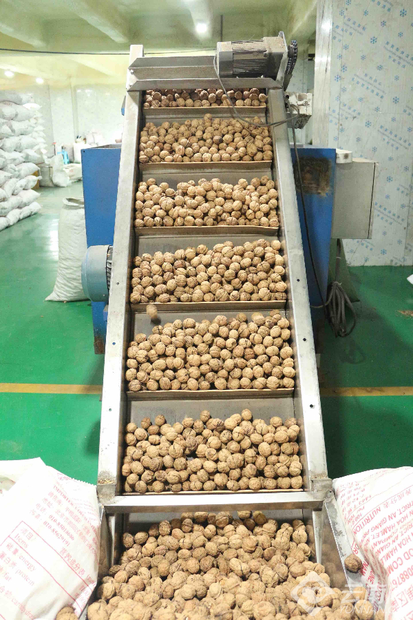临沧工投顺宁坚果开发有限公司的加工车间里 工人正在进行核桃和核桃仁的筛选分级 通讯员 朱嗨嗨 摄