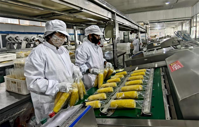 　　9月5日，工人们正在给鲜食玉米塑封包装。