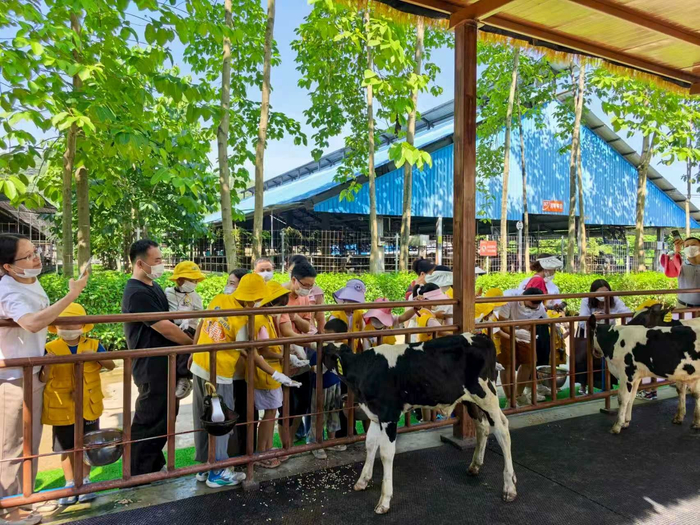 風(fēng)行牛奶田園牧場(chǎng)游項目的小游客正在和奶?；?dòng)（央廣網(wǎng)發(fā) 受訪(fǎng)者供圖）