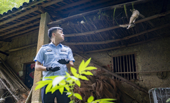 陈港在户外放飞被救助的猫头鹰（采访对象供图）。