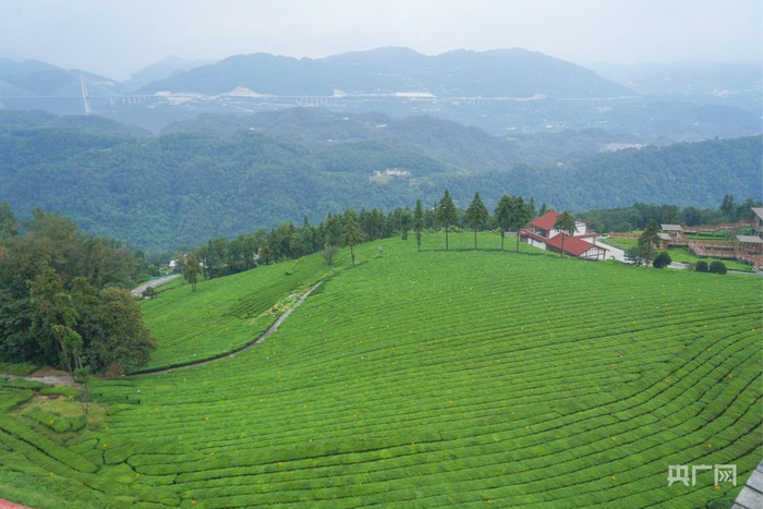 活力中國調研行｜從 “賣(mài)茶葉” 到 “賣(mài)體驗” 一片綠葉的增值之道