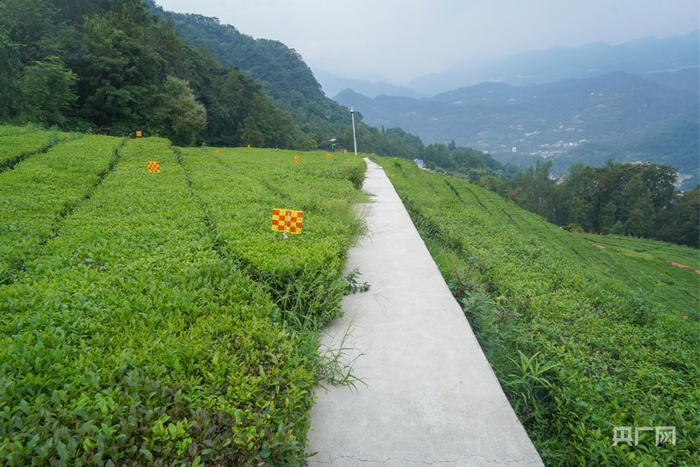 青崗嶺生態茶園風貌（央廣網記者鄧子依 攝）