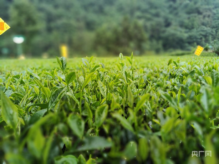 葉片厚實、芽頭飽滿的“五峰212”茶樹（央廣網發 五峰土家族自治縣農業農村局供圖）