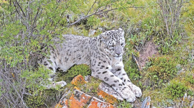 一只閉目養(yǎng)神的雪豹。江文江措?攝