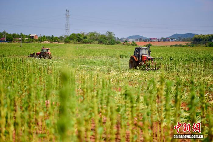 图为江西省南昌市进贤县北良智慧农场内，农户正驾驶收割机收割黑芝麻。卢梦梦 摄
