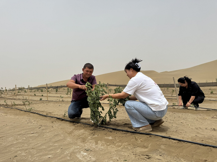 在于田县玫瑰花种植基地，村民正在修剪玫瑰。